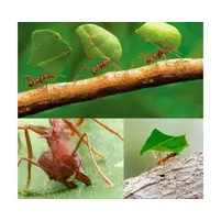 Isca de Formiga Grão Verde 500g - Controle Eficaz de Formigas | Agro Mercadovet - imagem 1