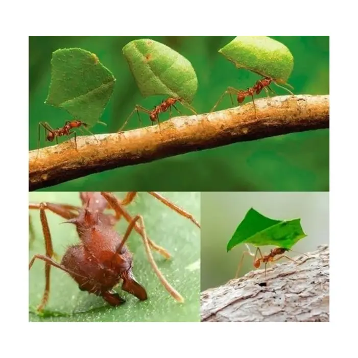 Isca de Formiga Grão Verde 500g - Controle Eficaz de Formigas | Agro Mercadovet