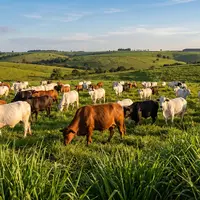 Vermifugação em bovinos: quando, como e com qual produto desverminar o rebanho