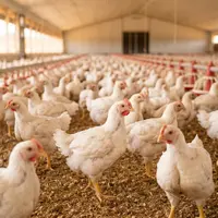 Coccidiose em aves: como identificar, prevenir e tratar na criação