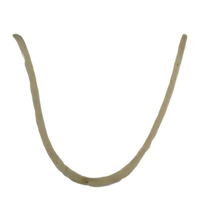 ANEL FELTRO VARIADOR - Z33444