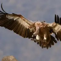 Camiseta Básica - Atualizada - imagem 1