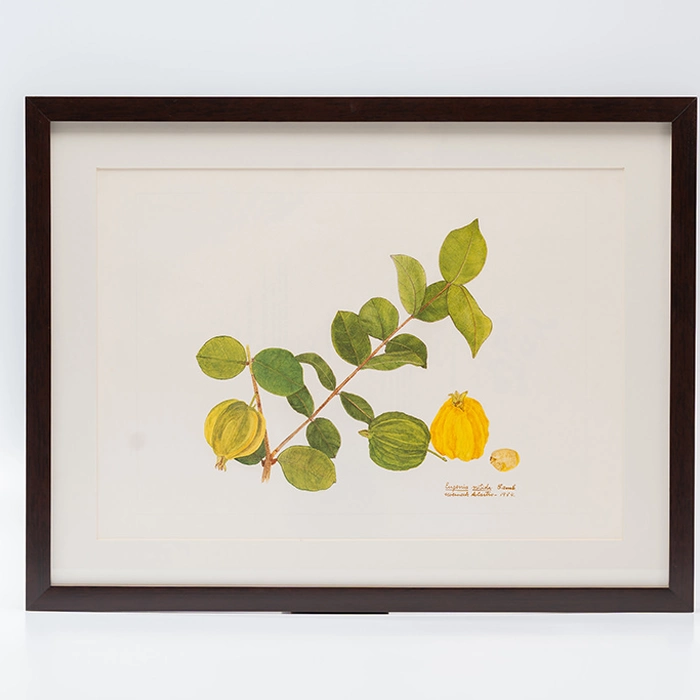 Gravura Maria Werneck de Castro - Eugenia neonitida (EMOLDURADA)