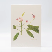 Gravura Maria Werneck de Castro - Pavonia multiflora - imagem 1