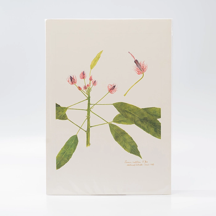 Gravura Maria Werneck de Castro - Pavonia multiflora