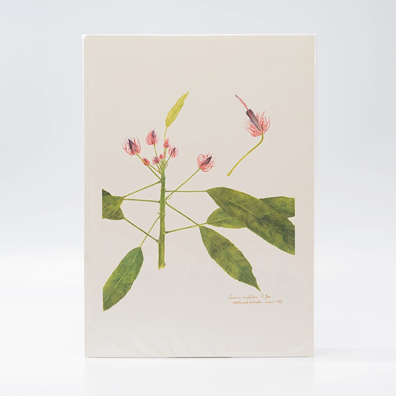 Gravura Maria Werneck de Castro - Pavonia multiflora