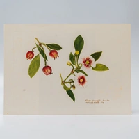 Gravura Maria Werneck de Castro - Clusia lanceolata - imagem 1