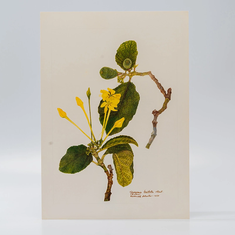 Gravuras Maria Werneck de Castro - Tocoyena bullata