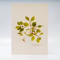 Gravura Maria Werneck de Castro - Eugenia copacabanensis - imagem 1