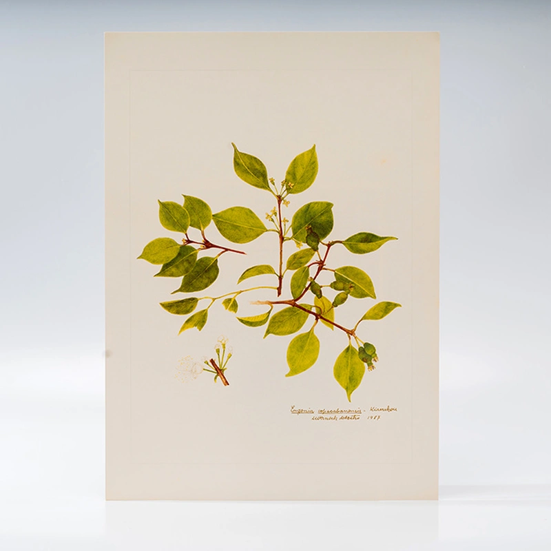 Gravura Maria Werneck de Castro - Eugenia copacabanensis