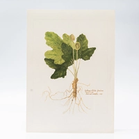 Gravura Maria Werneck de Castro - Dorstenia vitifolia - imagem 1