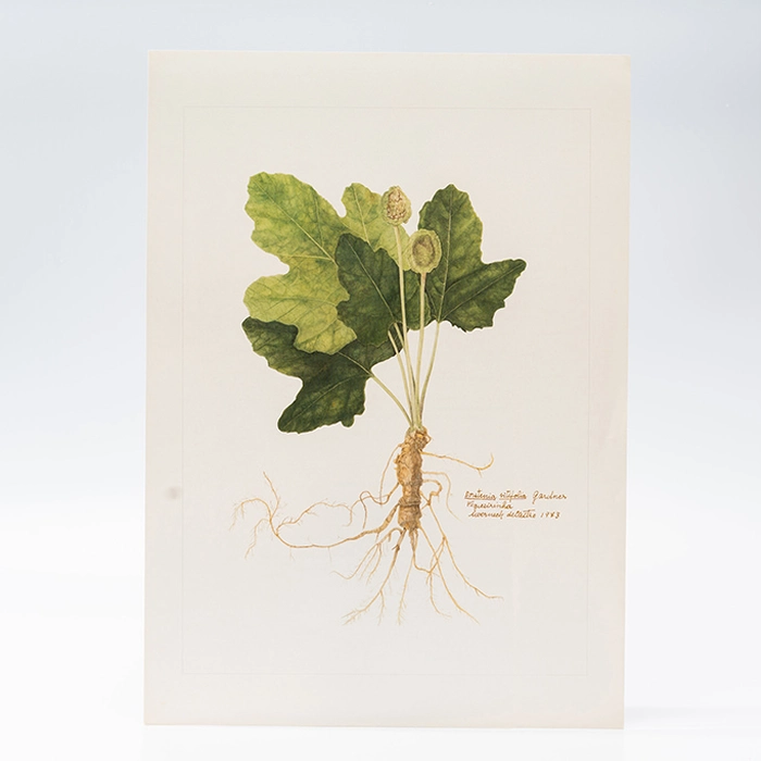 Gravura Maria Werneck de Castro - Dorstenia vitifolia