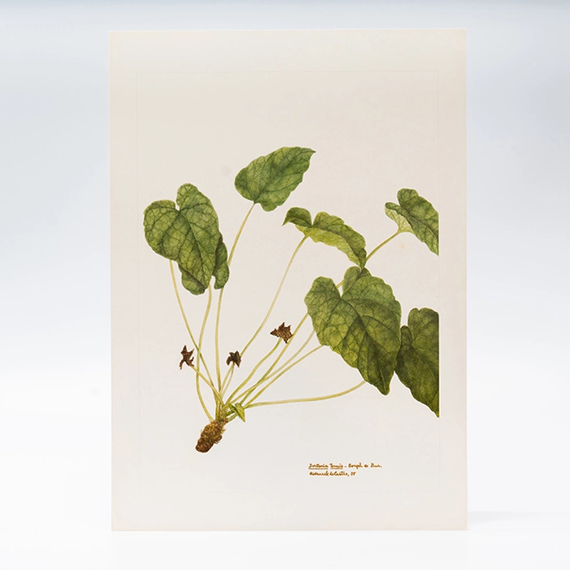 Gravura Maria Werneck de Castro - Dorstenia tenuis