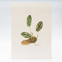 Gravuras Maria Werneck de Castro - Dorstenia schulzii - imagem 1