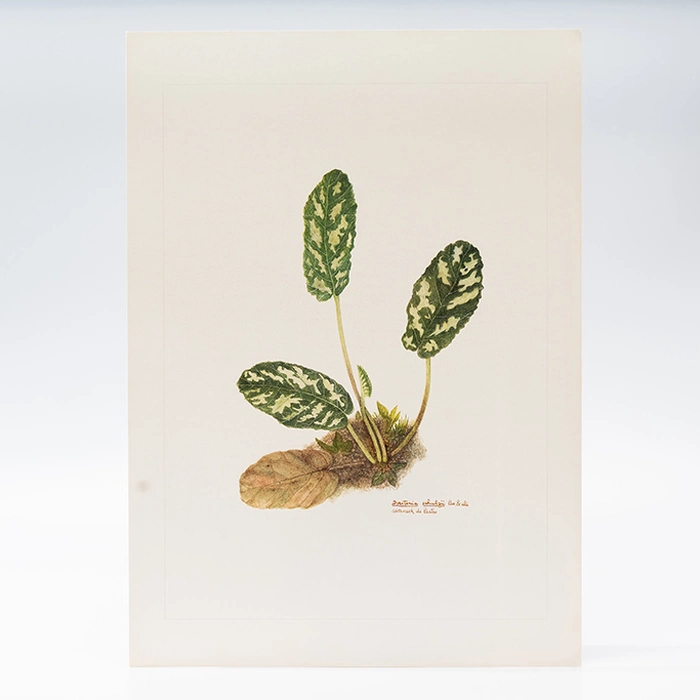 Gravura Maria Werneck de Castro - Dorstenia schulzii