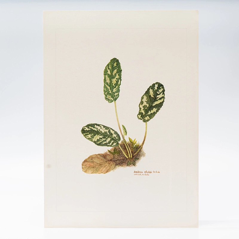 Gravuras Maria Werneck de Castro - Dorstenia schulzii