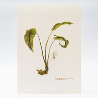 Gravuras Maria Werneck de Castro - Dorstenia ramosa - imagem 1