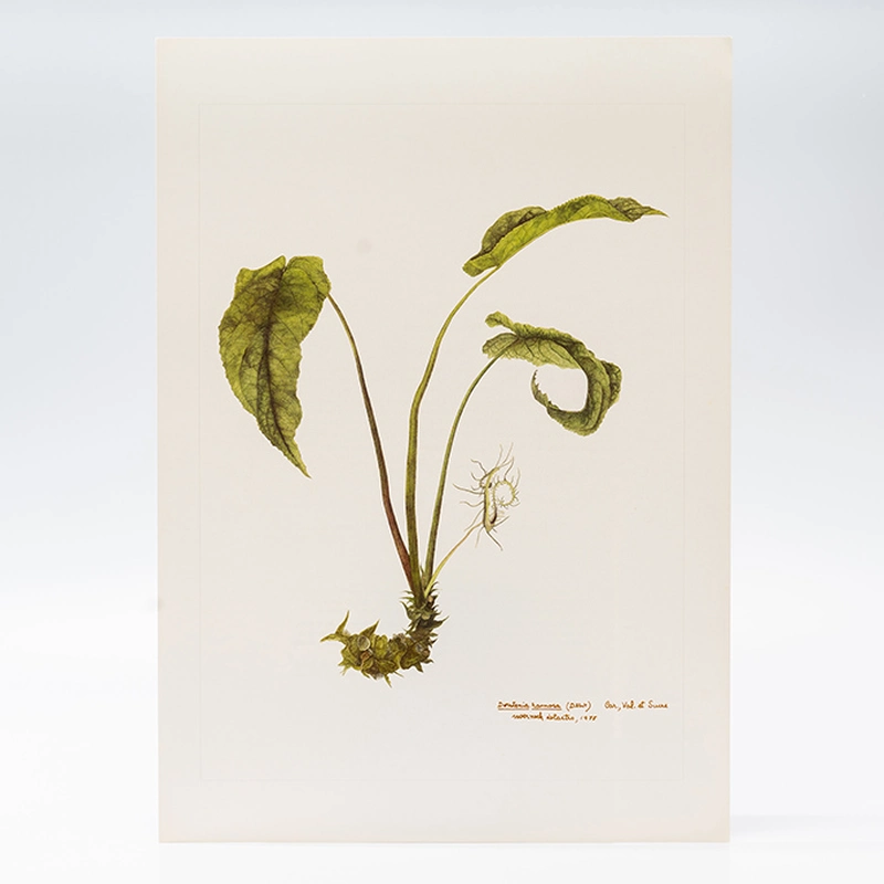 Gravuras Maria Werneck de Castro - Dorstenia ramosa