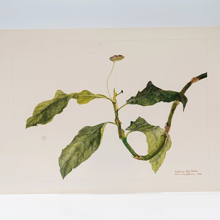 Gravura Maria Werneck de Castro - Dorstenia elata Hooker