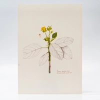 Gravura Maria Werneck de Castro - Pavonia alnifolia - imagem 1