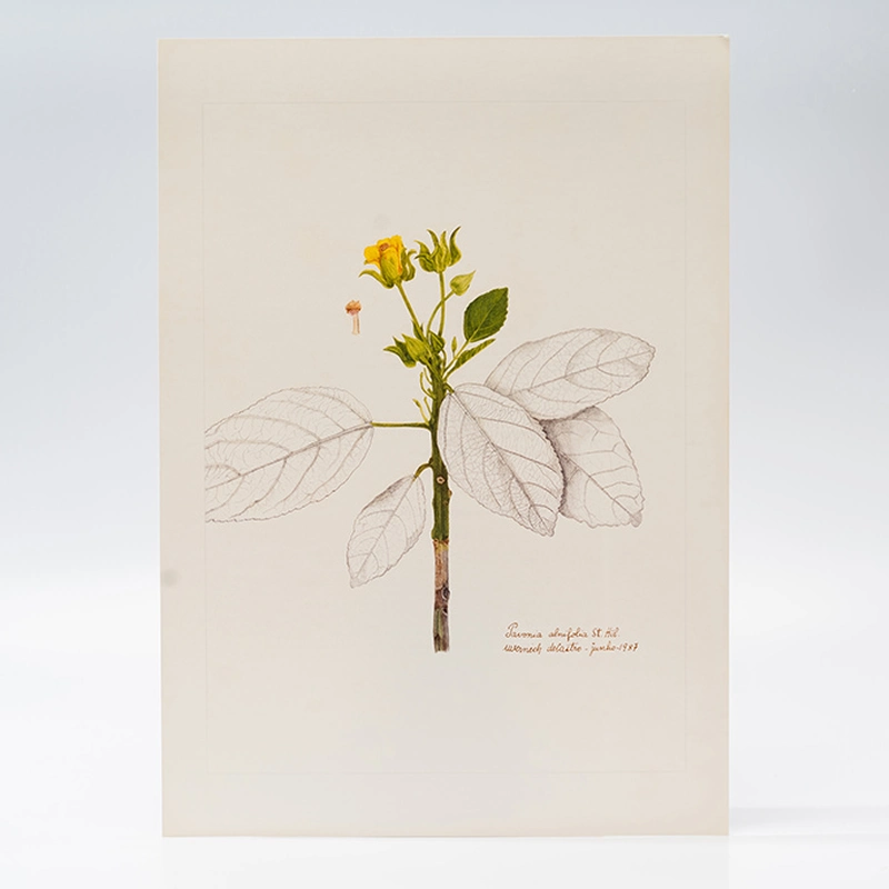 Gravura Maria Werneck de Castro - Pavonia alnifolia