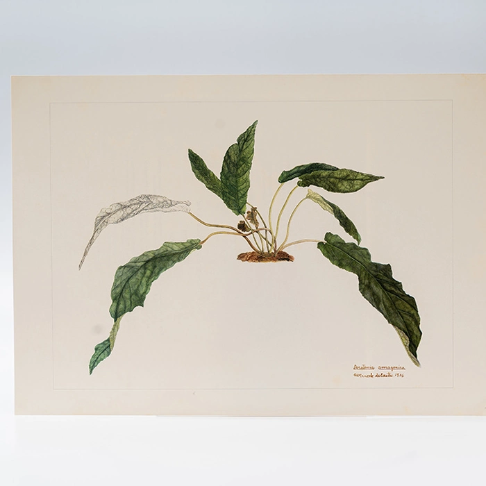 Gravura Maria Werneck de Castro - Dorstenia amazonica