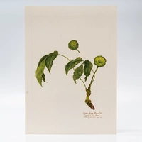 Gravura Maria Werneck de Castro - Dorstenia bonijesu - imagem 1