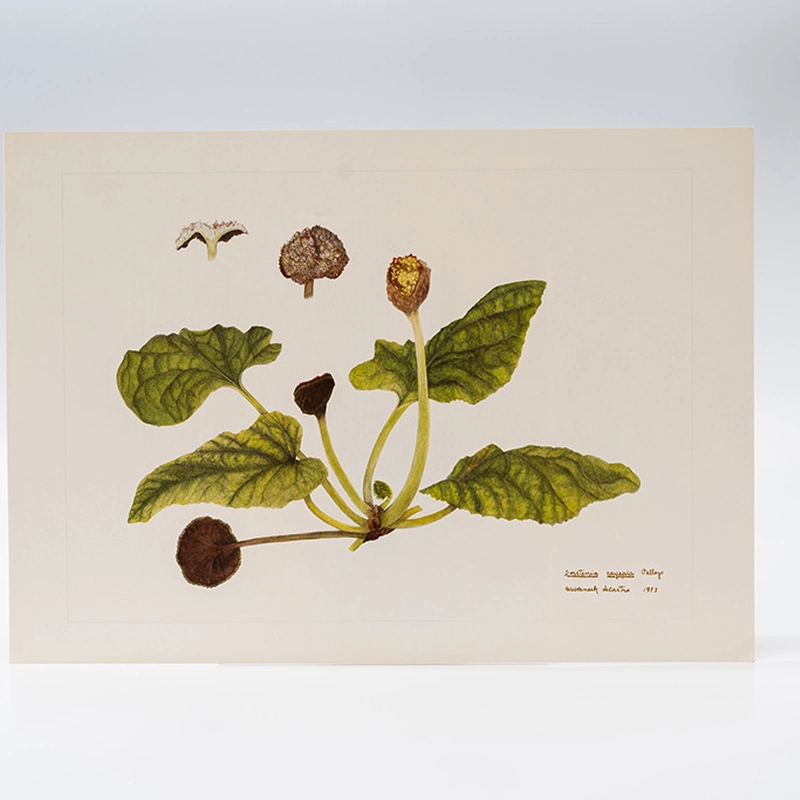 Gravura Maria Werneck de Castro - Dorstenia cayapia