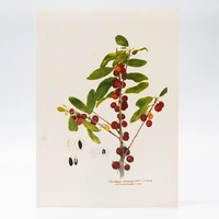 Gravura Maria Werneck de Castro - Manilkara subsericea - imagem 1