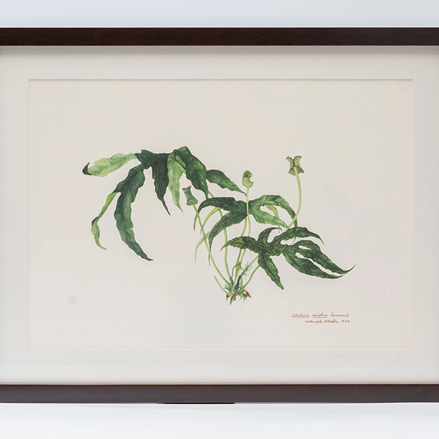 Gravura Maria Werneck de Castro – Dorstenia arifolia