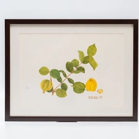 Gravura Maria Werneck de Castro - Eugenia neonitida - imagem 1