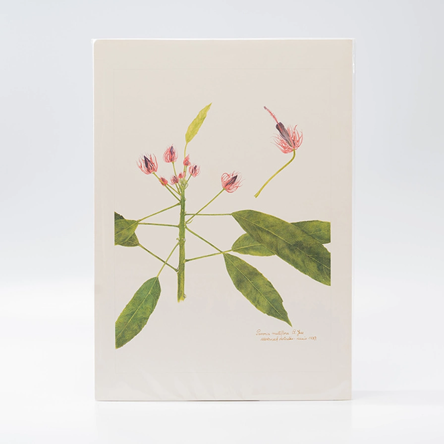 Gravura Maria Werneck de Castro - Pavonia multiflora