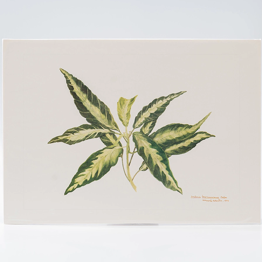 Gravura Maria Werneck de Castro - Dorstenia brasiliensis