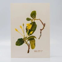 Gravuras Maria Werneck de Castro - Tocoyena bullata - imagem 1