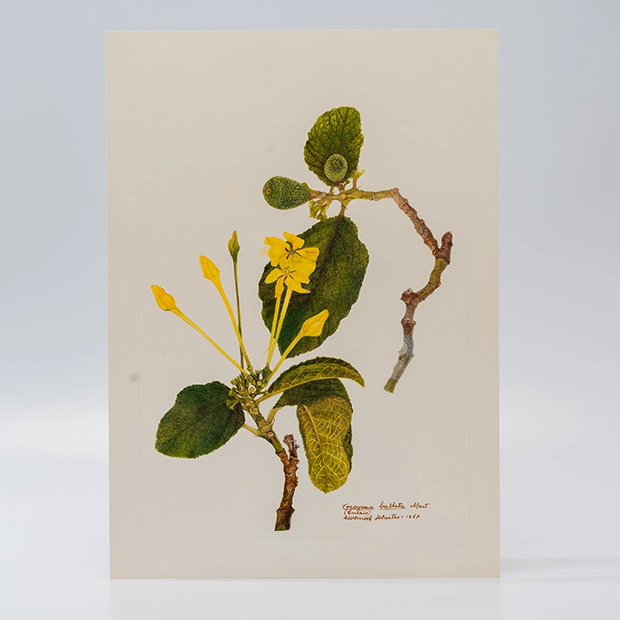 Gravura Maria Werneck de Castro - Tocoyena bullata