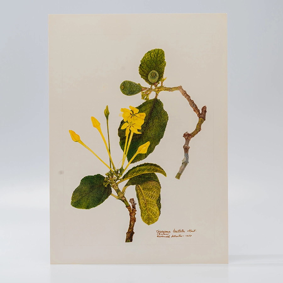 Gravuras Maria Werneck de Castro - Tocoyena bullata