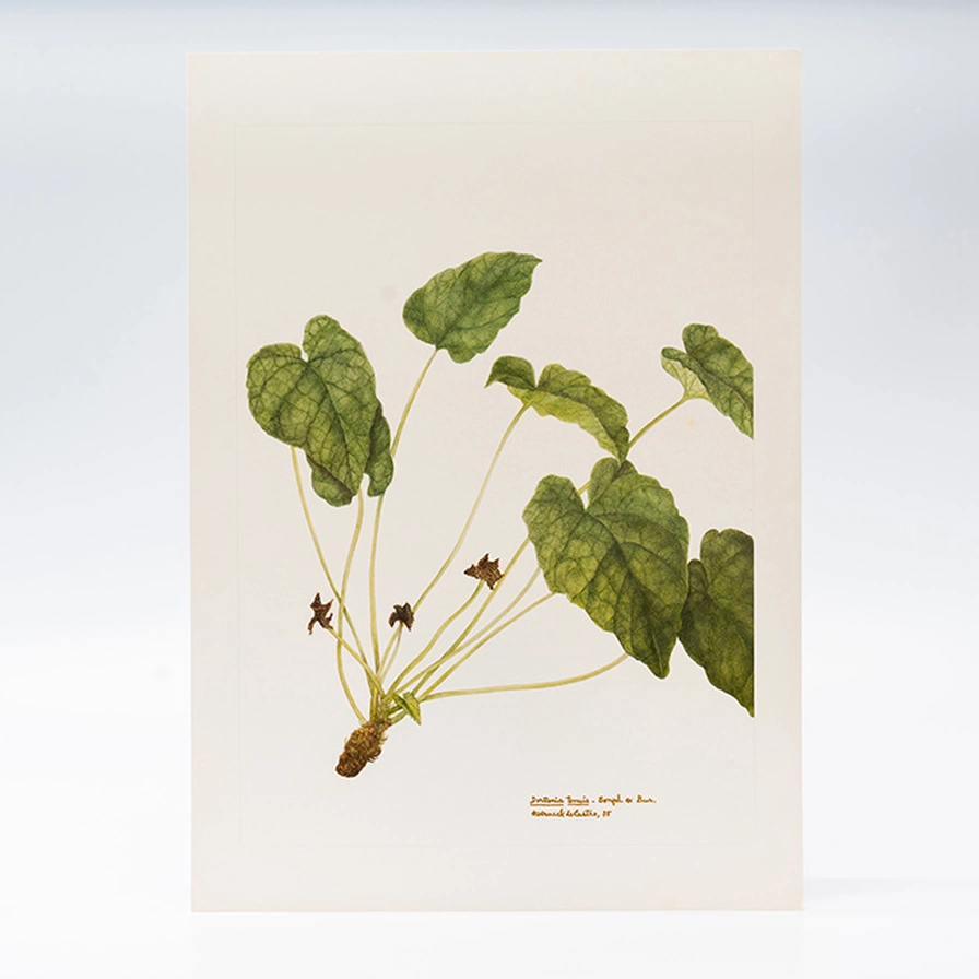 Gravura Maria Werneck de Castro - Dorstenia tenuis