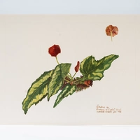 Gravura Maria Werneck de Castro - Caiapá do Espírito Santo - imagem 1