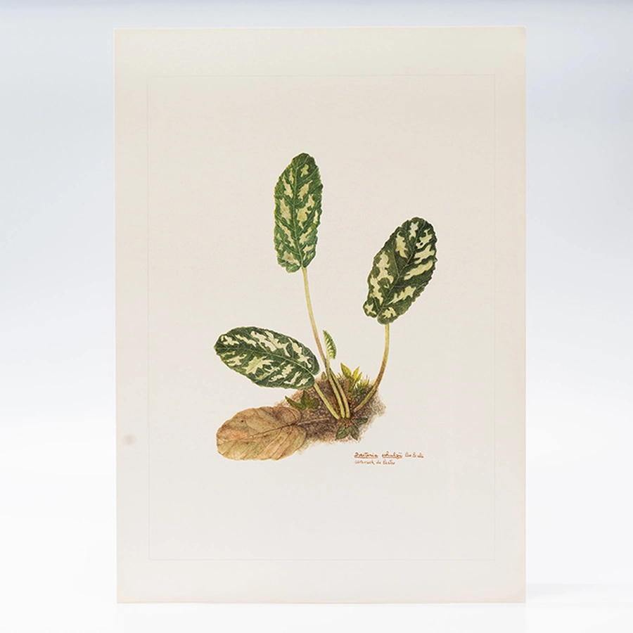 Gravuras Maria Werneck de Castro - Dorstenia schulzii