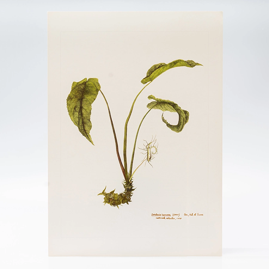 Gravuras Maria Werneck de Castro - Dorstenia ramosa