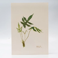 Gravura Maria Werneck de Castro - Dorstenia ficus vellosa - imagem 1