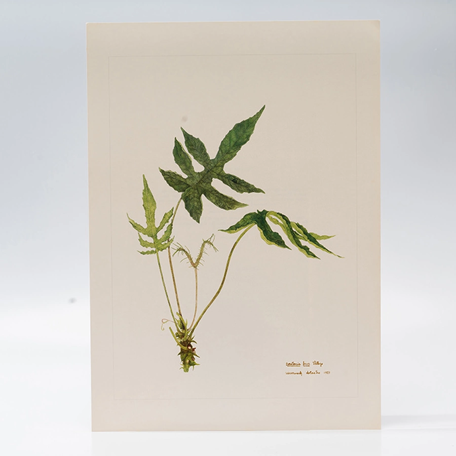 Gravura Maria Werneck de Castro - Dorstenia ficus vellosa