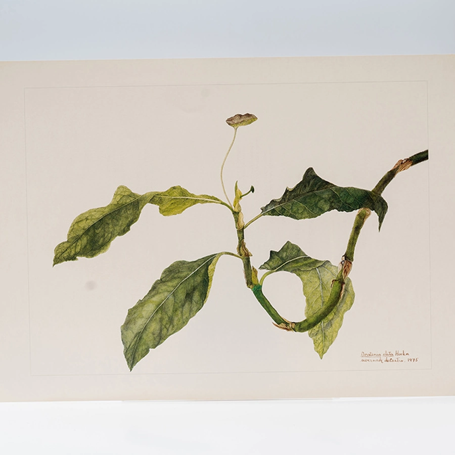 Gravuras Maria Werneck de Castro - Dorstenia elata Hooker