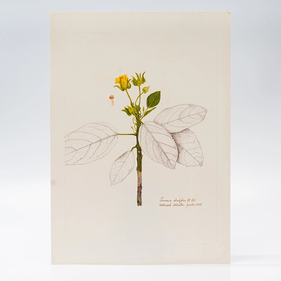 Gravura Maria Werneck de Castro - Pavonia alnifolia