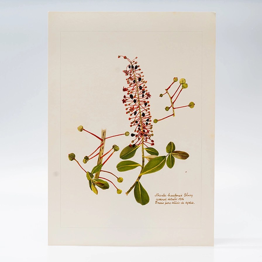 Gravura Maria Werneck de Castro - Norantea brasiliensis