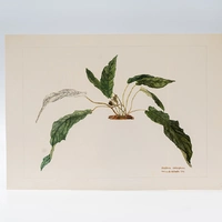 Gravuras Maria Werneck de Castro - Dorstenia amazonica - imagem 1