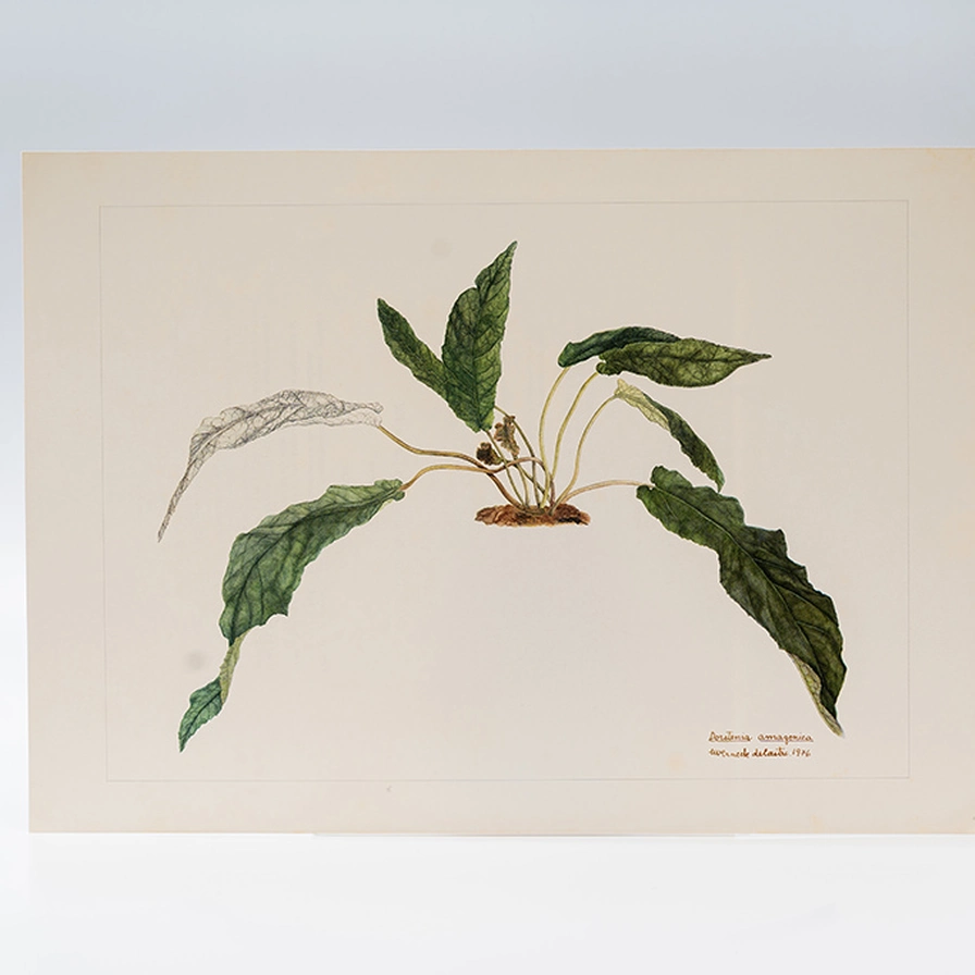 Gravura Maria Werneck de Castro - Dorstenia amazonica