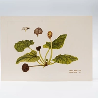 Gravura Maria Werneck de Castro - Dorstenia cayapia - imagem 1