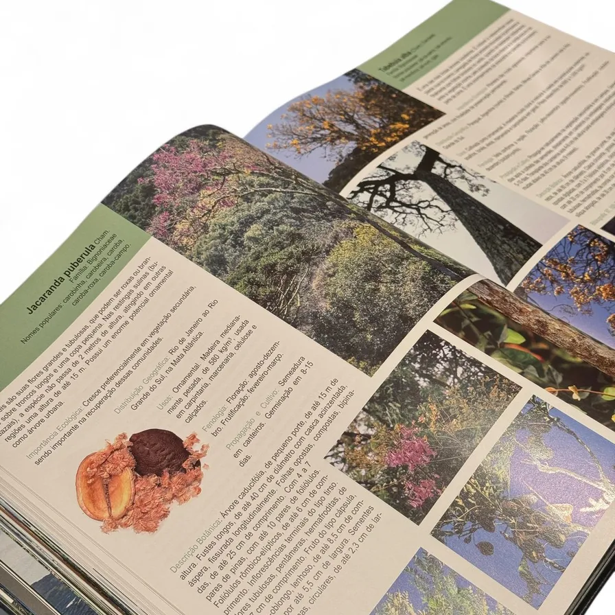 Livro Mata Atlântica: as árvores e a paisagem — Paulo Backes, Bruno Irgang (Paisagem do Sul, 2004) — Capa dura