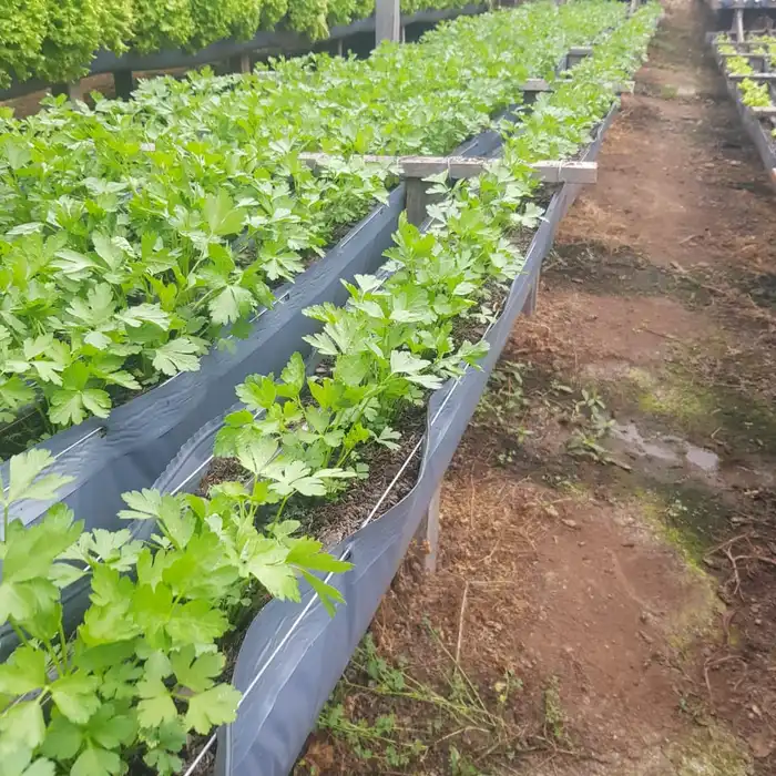 Calha plástica para morango e hortaliças 102,0 m